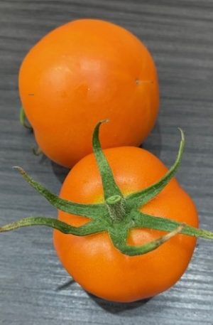 Zlatava  Paradicsom B-S