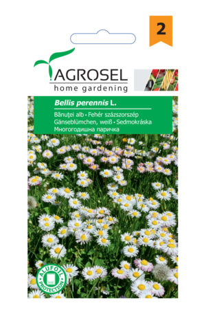 Fehér százszorszép Ag 2