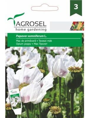 Tavaszi mák Papaver somniferum L. Ag 3