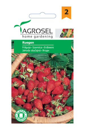 Szamóca Ruegen Ag 2