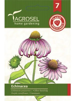 Kasvirág (Echinacea) Ag 7