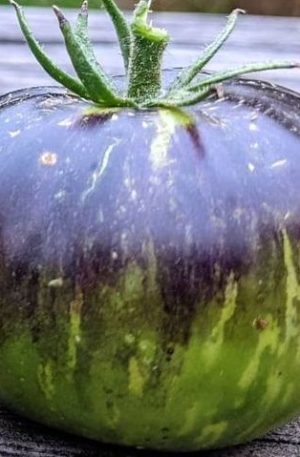 Xanadu Green Goddess B Paradicsom