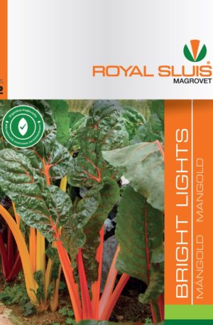 Mángold Bright lights Royal 2