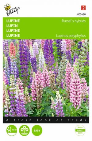 Erdei csillagfürt H Bz