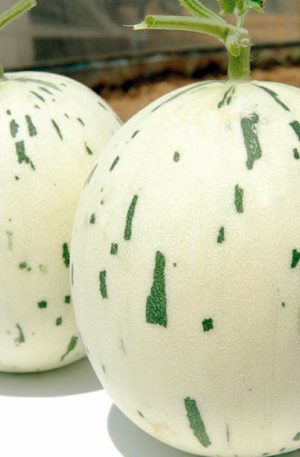 Sárgadinnye Dalmatian F1 H-S