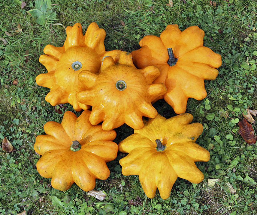 Patiszon Helios F1 B-S