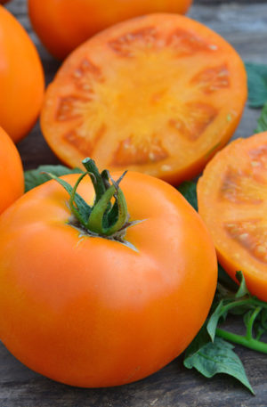 Orange Wellington  F1  Paradicsom B-S