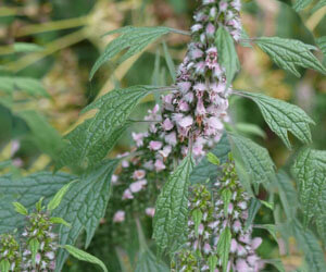 Szűrösgyöngyajak Sz-M