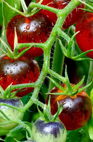 Luther F1 B-S Paradicsom