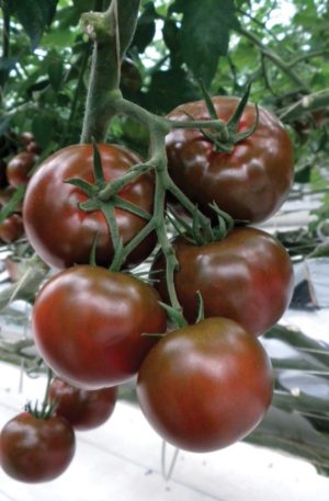 Sacher F1 Paradicsom
