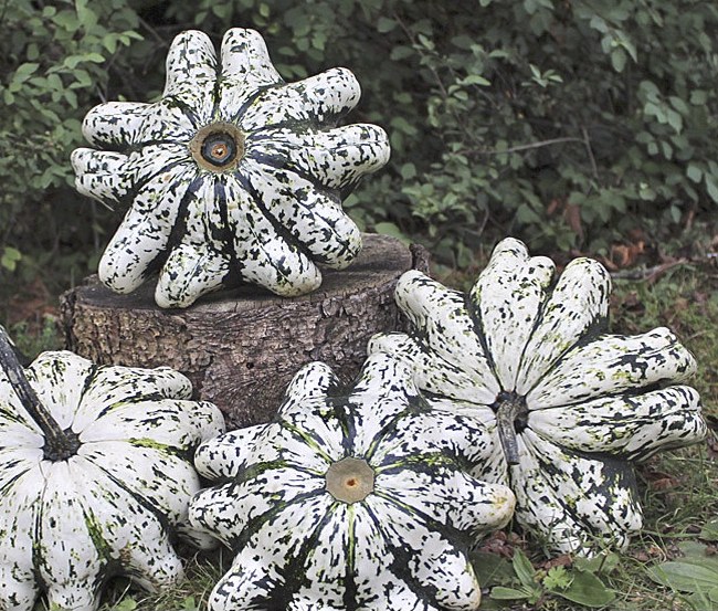 Patiszon Phobos F1 B-S