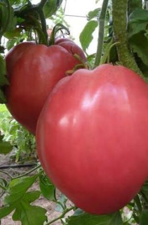 Rozabella B Paradicsom