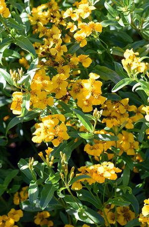 Tagates fűszer Sweet Mace B-S