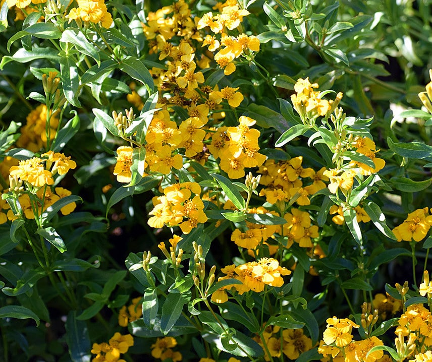 Tagates fűszer Sweet Mace B-S