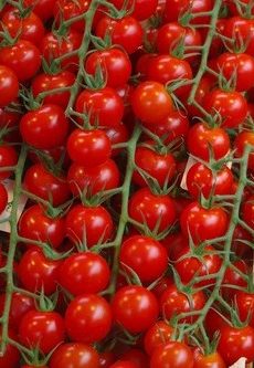 Charmant F1 M-S Paradicsom