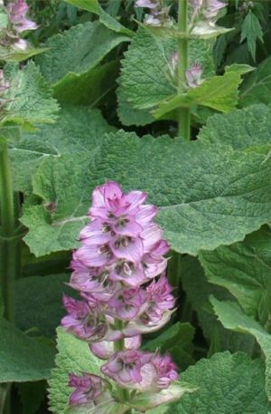 Muskotályos zsálya Sz-M