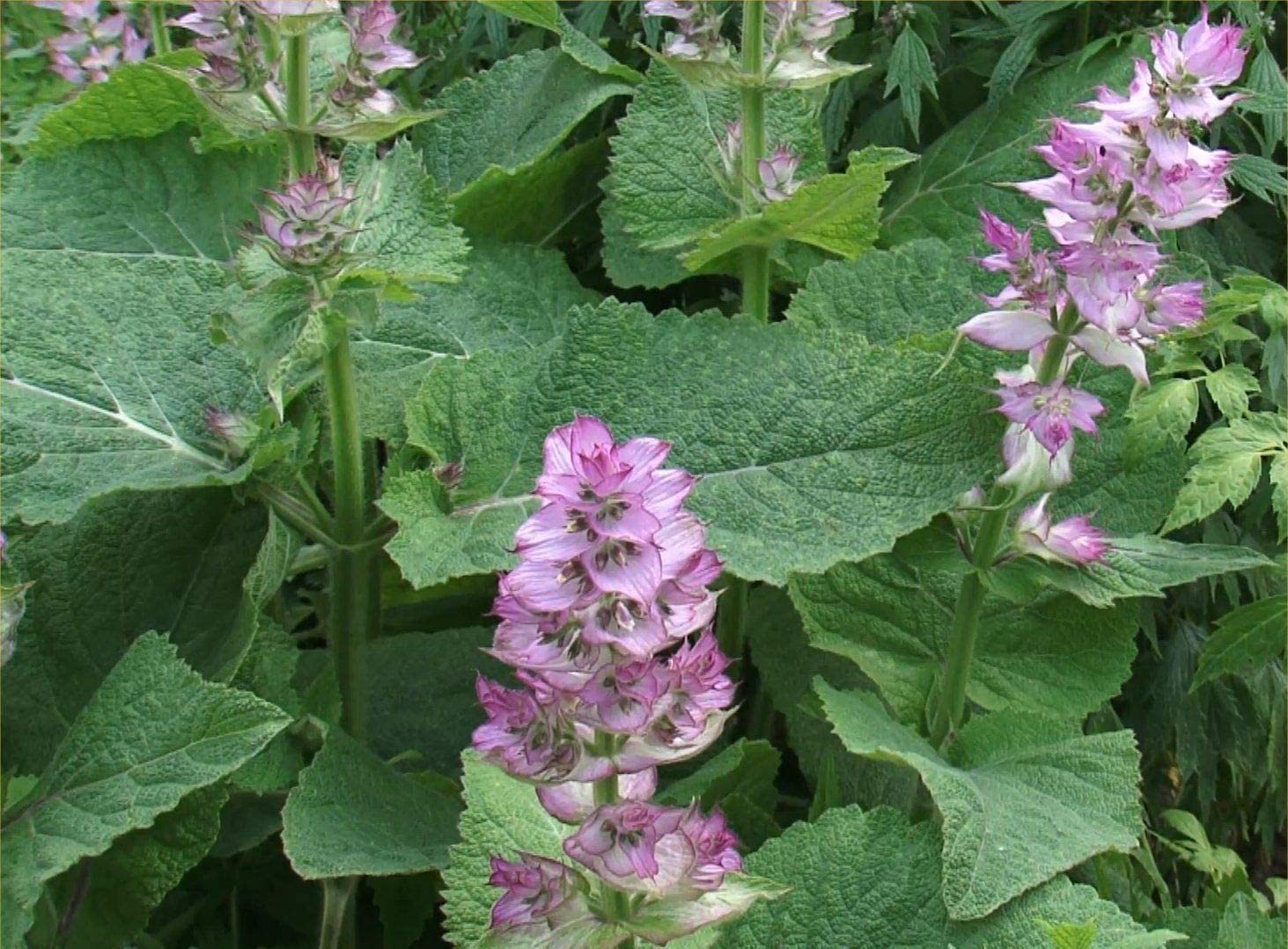 Muskotályos zsálya Sz-M