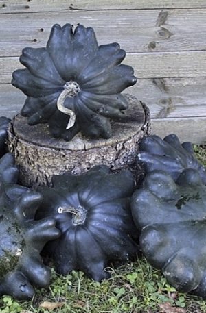 Patiszon Skat F1 B-S