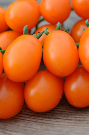 Datlo Paradicsom B-S