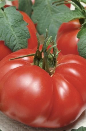 Brutus B-S Paradicsom