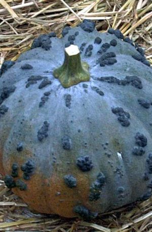 Musquee du Maroc Tök B-S