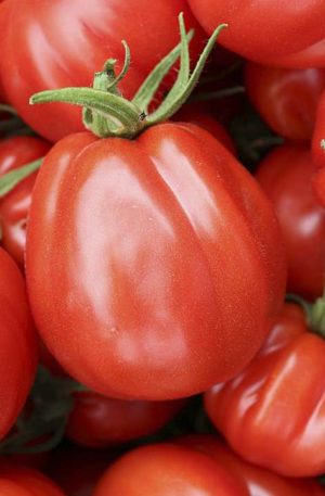 Liguria Bio B-S Paradicsom