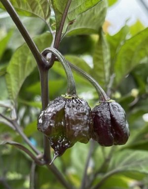 Carolina Reaper Purple