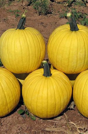 Mellow Yellow F1 PMT Tök B-S