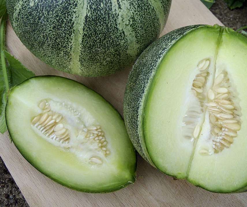 Sárgadinnye Model B-S