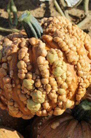 Grizzly Bear  F1 Tök  B-S