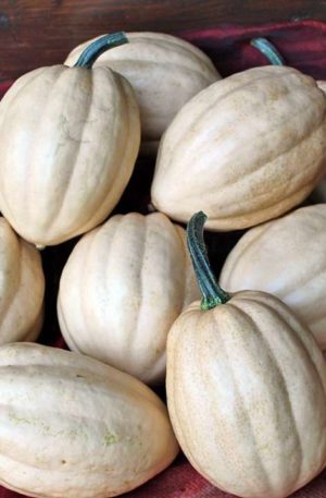 Baked Potato F1 Tök  B-S