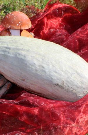 Blue Banana Tök B-S