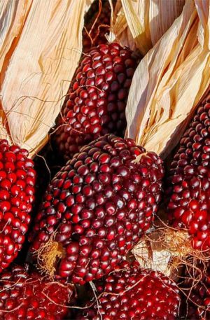 Kukorica Erdbeermais B-S