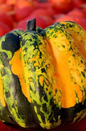 Carnival F1 Tök  B-S