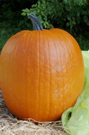 Cargo PMT F1 Tök B-S