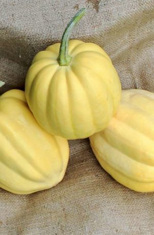 Cream of the Crop Tök B-S