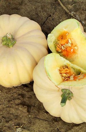 Autumn Crown Tök B-S