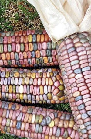 Kukorica Ice Lady B-S