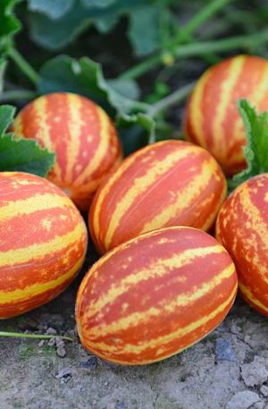 Sárgadinnye Rich Sweetness B-S