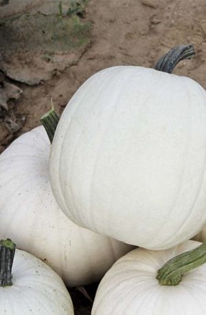 Baby Moon F1  Tök B-S