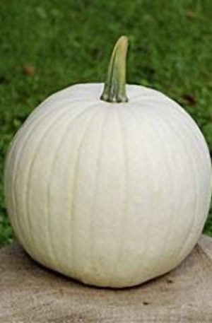 Cotton Candy Tök B-S