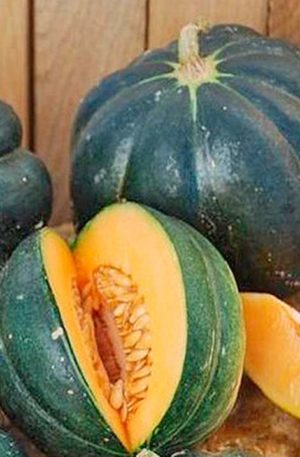 Sárgadinnye Noire des Carmes B-S