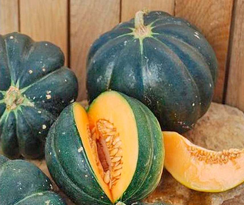 Sárgadinnye Noire des Carmes B-S