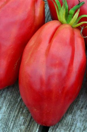 Fiammante Bio B-S Paradicsom