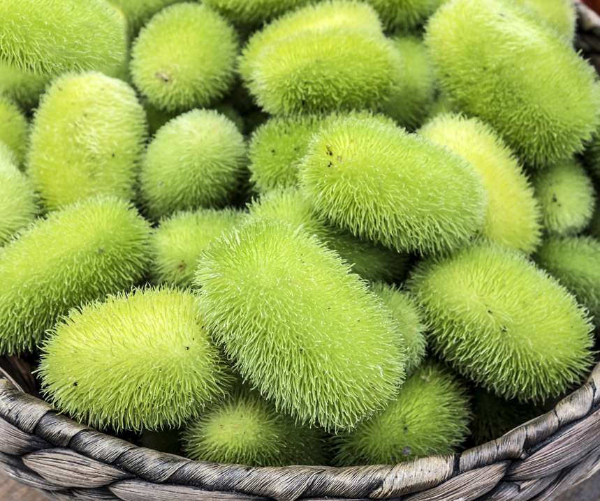 Díszuborka C. Dipsaceus B-S