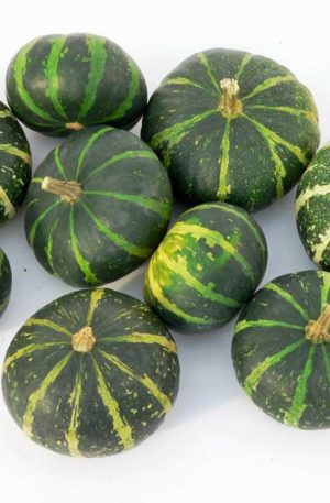 Flat Striped  Tök  B-S