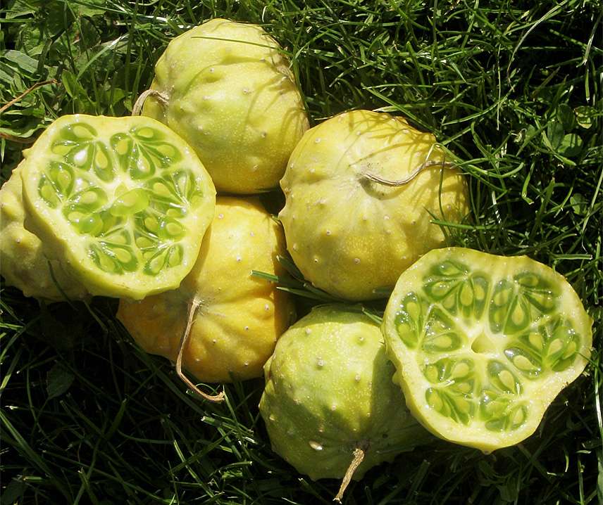 Kiwano Jelly Rund B-S