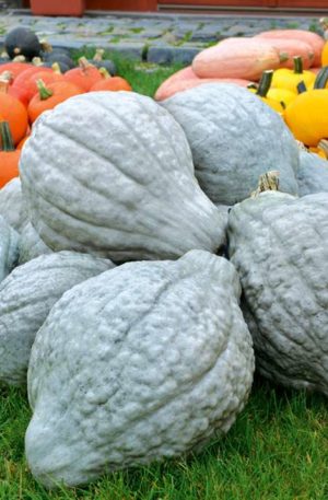 Blue Hubbard Tök B-S