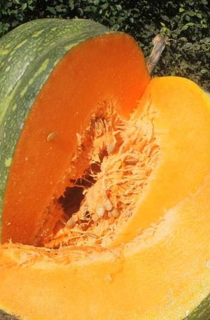 Blanc du Maroc Tök B-S