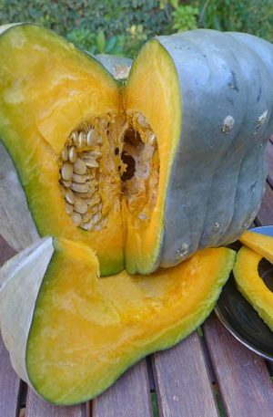 Queensland Blue  Tök B-S